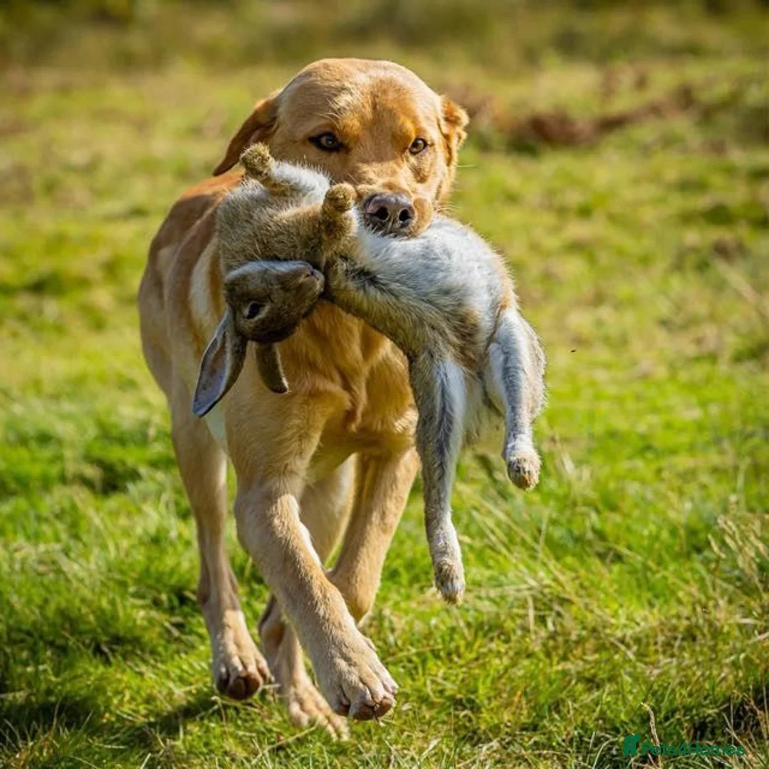 Labrador Retriever dogs for sale: Prestigious Field Trial Champion health tested KC - Advert 2