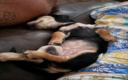 Miniature Dachshund dogs for sale: KC Reg Miniature Dachshund Puppies ✨READY NOW✨ - Image 18
