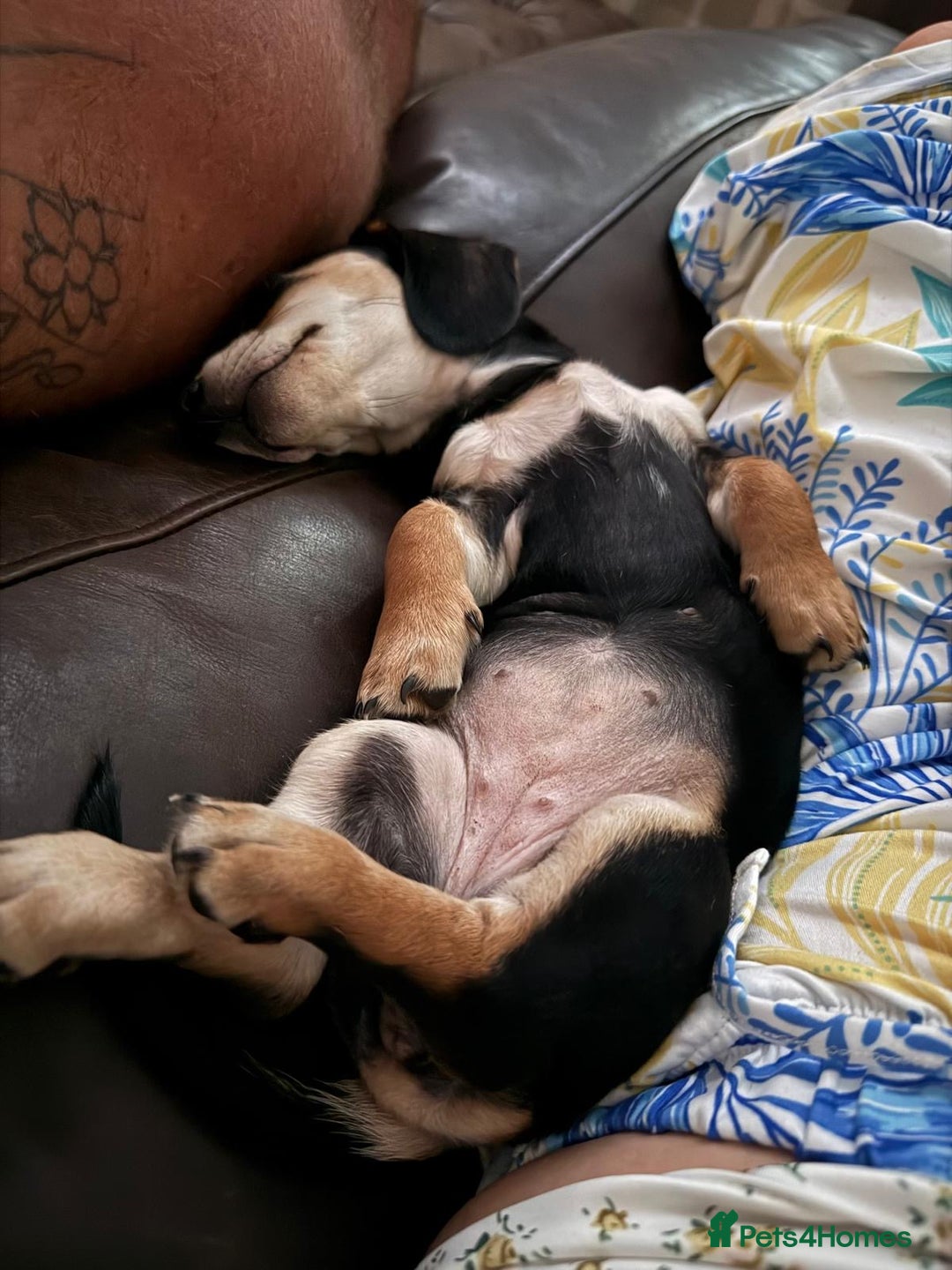 Miniature Dachshund dogs for sale: KC Reg Miniature Dachshund Puppies ✨READY NOW✨ - Image 18