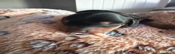 Miniature Dachshund dogs for sale: Beautiful miniature dachshund puppies  in Wednesbury - Advert 5