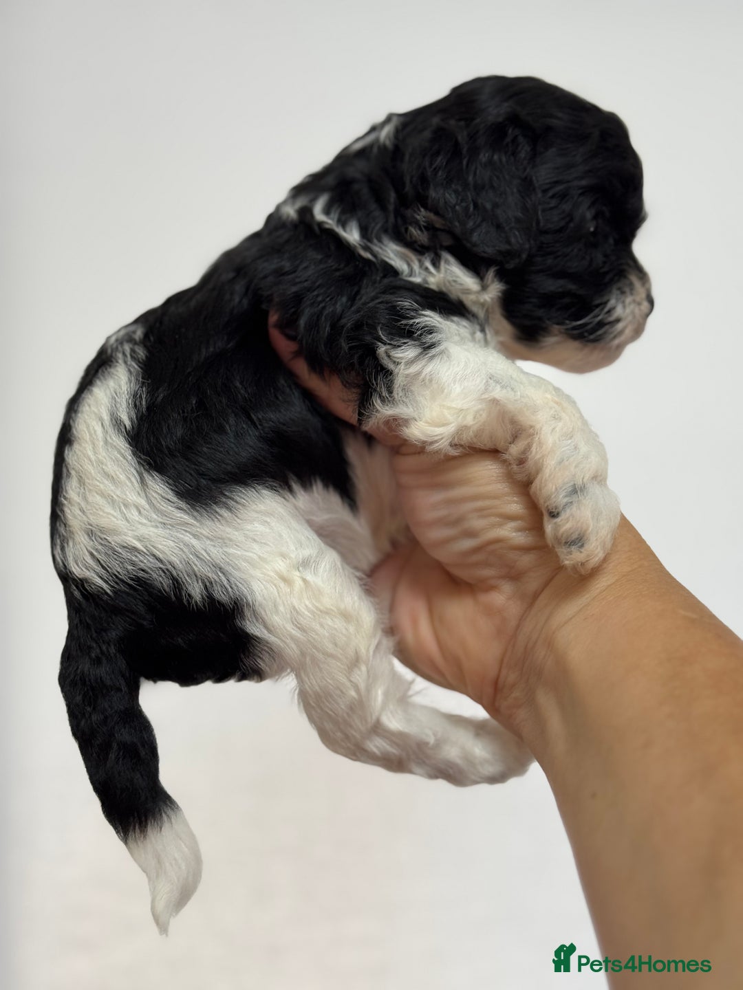 Cockapoo dogs for sale: Toy American Cockapoo girl available to reserve - Image 2
