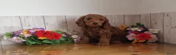 Cavapoo dogs for sale: BEAUTIFUL RED TOY CAVAPOO PUPPIES in Waltham Cross - Advert 6
