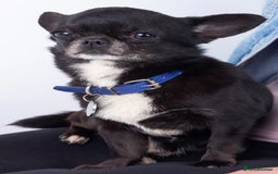 Chihuahua dogs for stud: 2 Super Tiny KC Chihuahua STUDs (Father and son) in Peterborough - Image 14