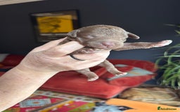 Mixed Breed dogs for sale: Bedlington x whippet puppies - Image 7