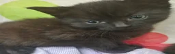 Mixed Breed cats for sale: Beautiful kittens - Advert 2