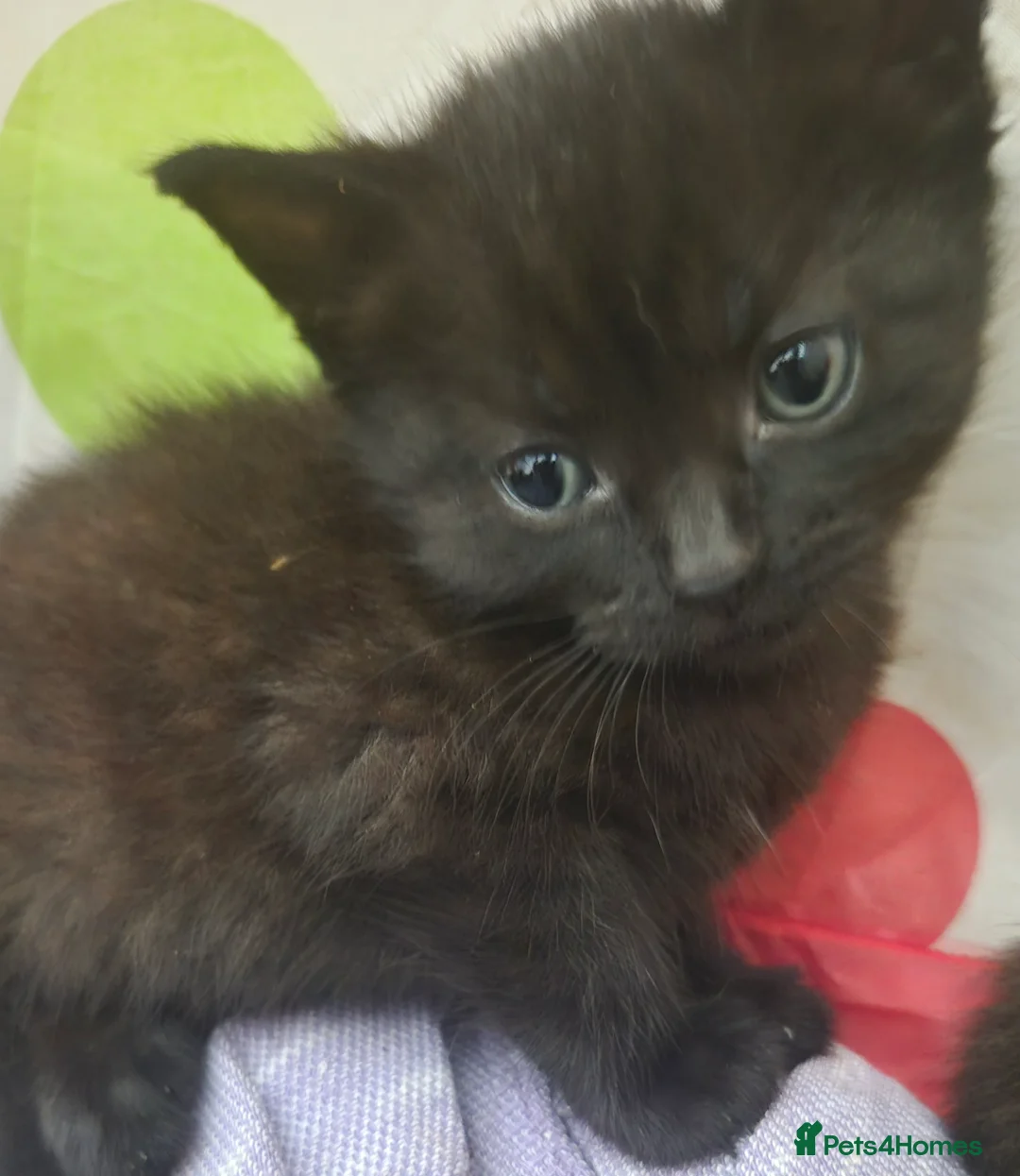 Mixed Breed cats for sale: Beautiful kittens - Advert 2