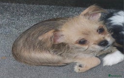 Mixed Breed dogs for sale: Ready to collect  - Advert 34