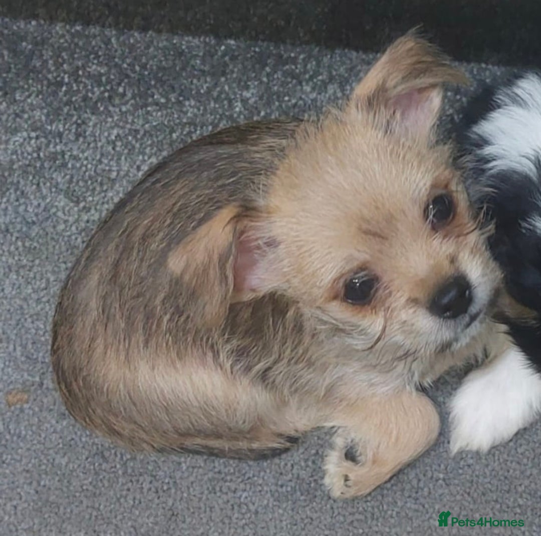 Mixed Breed dogs for sale: Ready to collect  - Advert 34
