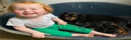 Cavapoo dogs for sale: Black and Tan Cavapoos - Advert 11