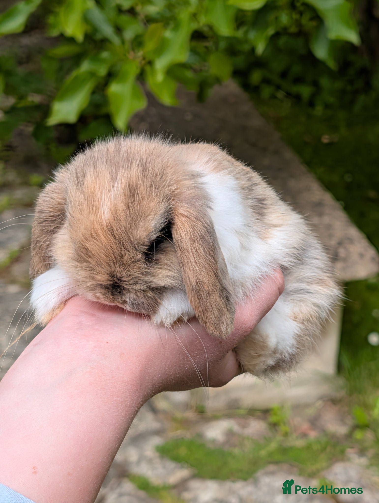 Mini Lop rabbits Adorable Pure Bred Mini Lops - Advert 2