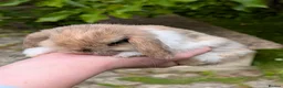 Mini Lop rabbits for sale: Adorable Pure Bred Mini Lops *READY THIS WEEK* - Advert 2