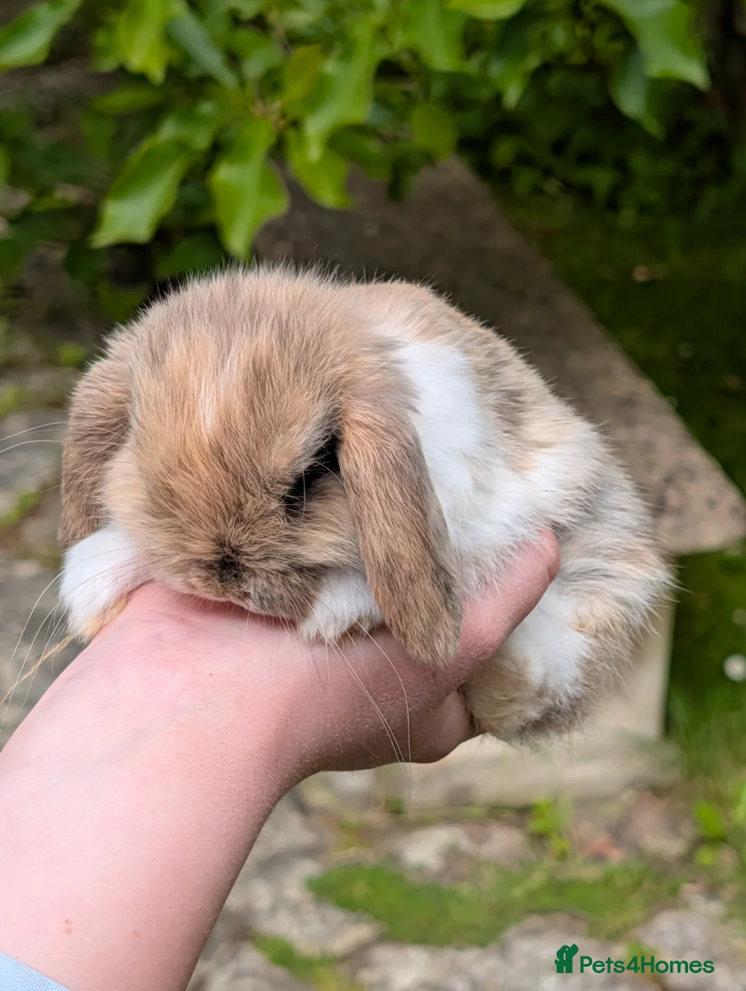 Mini Lop rabbits for sale: Adorable Pure Bred Mini Lops *READY THIS WEEK* - Advert 2