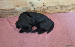 Mixed Breed dogs for sale: Poogle puppies for sale - Image 9