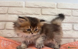 Scottish Fold cats for sale: Scottish fold pedigree kittens - Image 20
