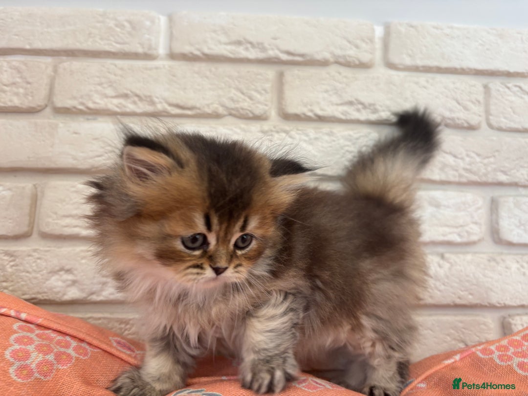 Scottish Fold cats for sale: Scottish fold pedigree kittens - Image 20