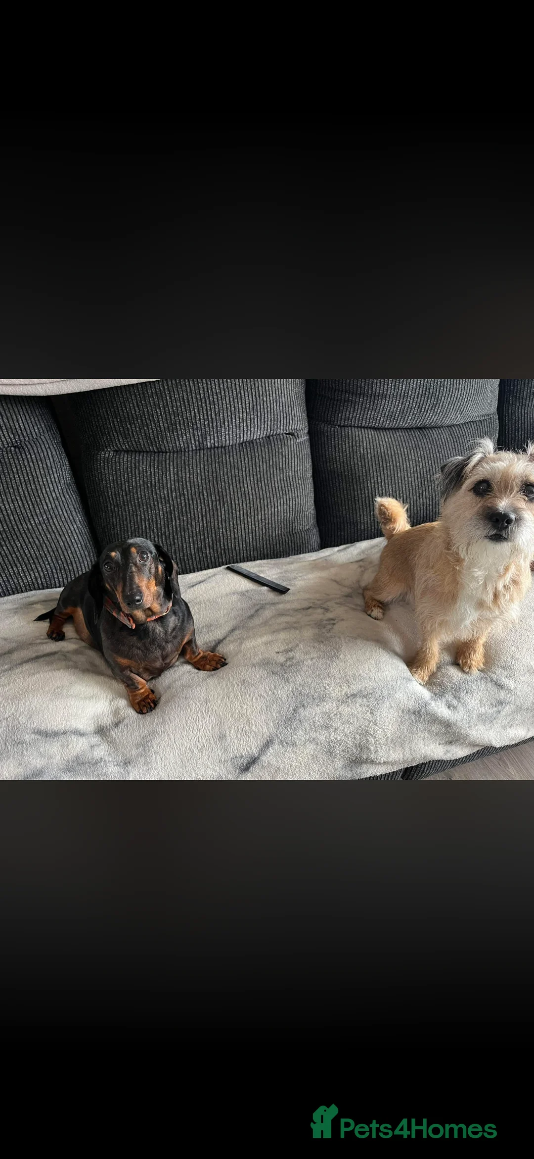 Dachshund dogs for sale: Rehome - Advert 2
