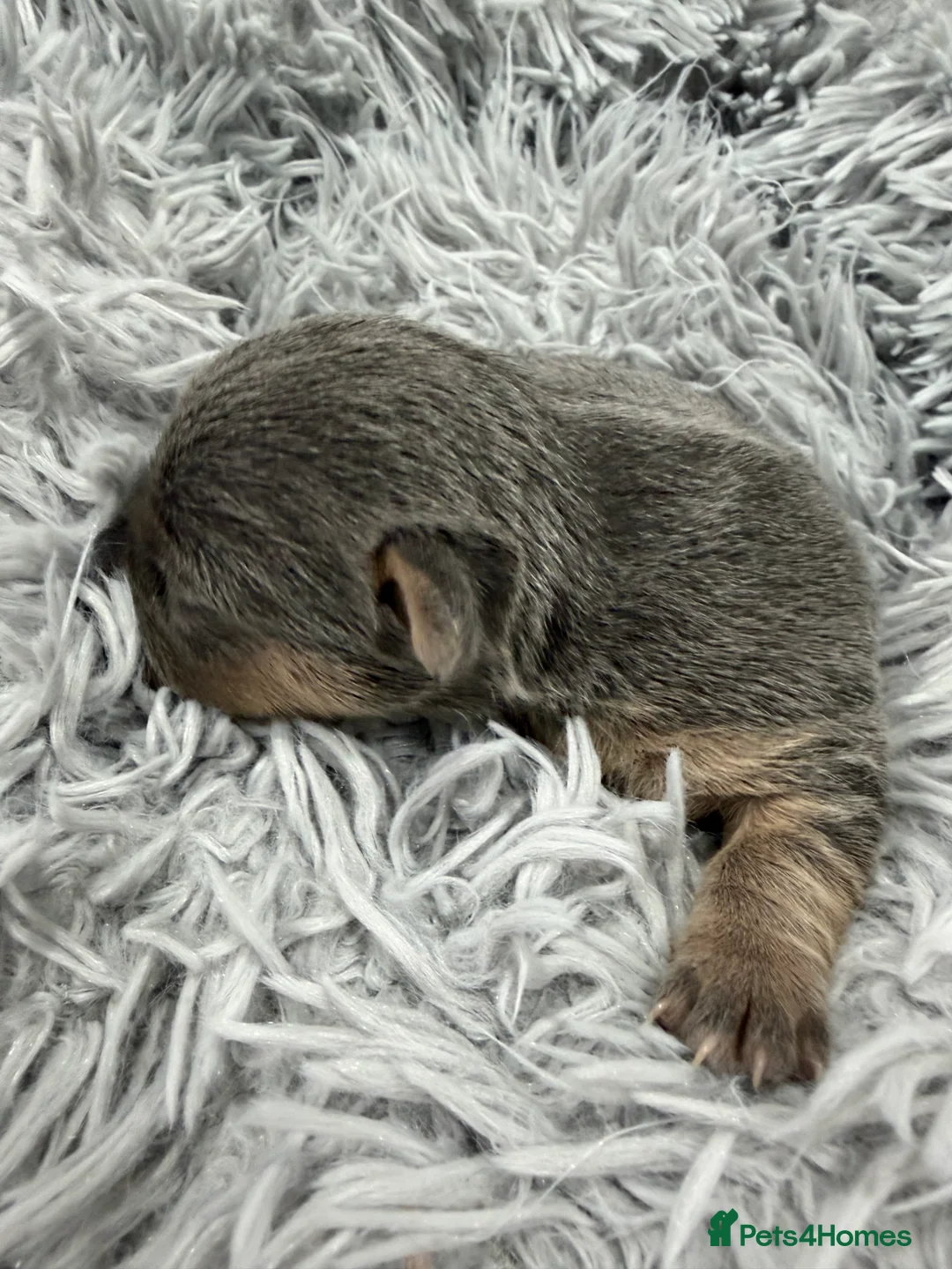 Jack Russell dogs for sale: Jack Russell Puppies - 6 Available 3 girls 3 boys - Advert 11