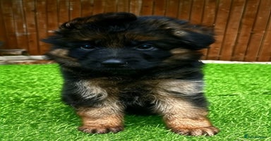 German Shepherd dogs - Advert 10