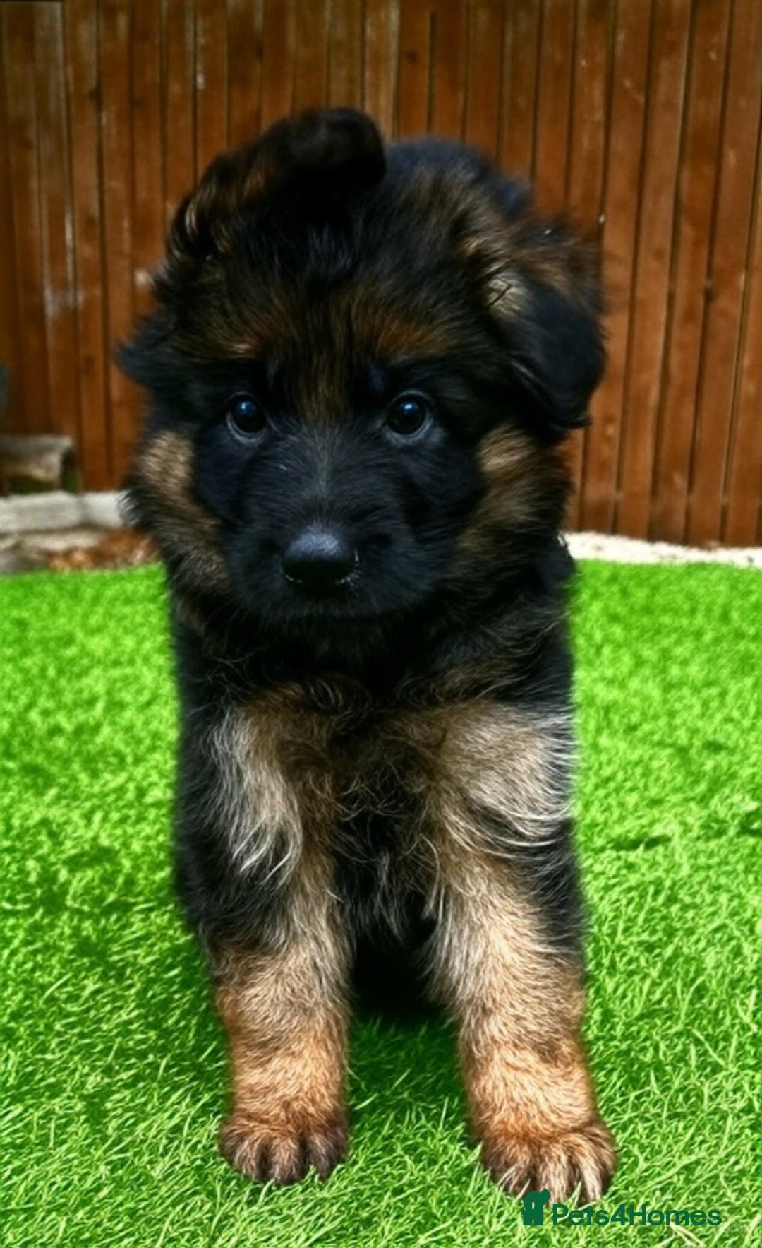 German Shepherd dogs for sale: Superb litter from up coming Top German Male  - Image 3