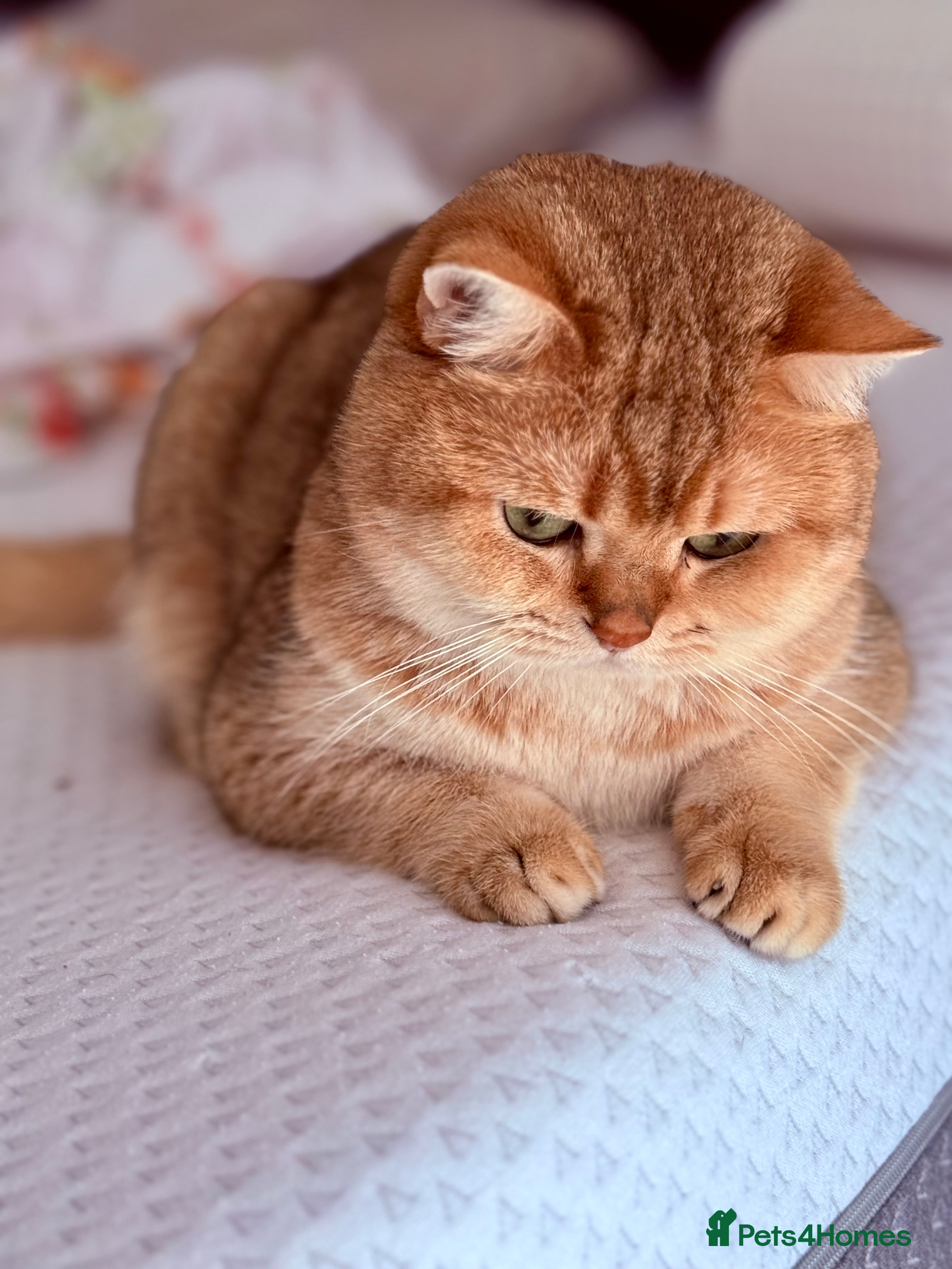 British Shorthair cats Gold BRI ny12 Stud in Derby - Advert 13