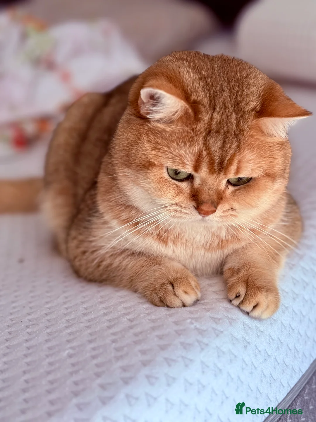 British Shorthair cats for stud: Gold BRI ny12 Stud in Derby - Advert 2