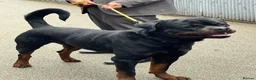 Rottweiler dogs for stud: BIG BONED GERMAN ROTTWEILER FOR STUD  - Advert 4