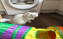 Persian cats for sale: Athena- Persian Chinchilla  - Image 7