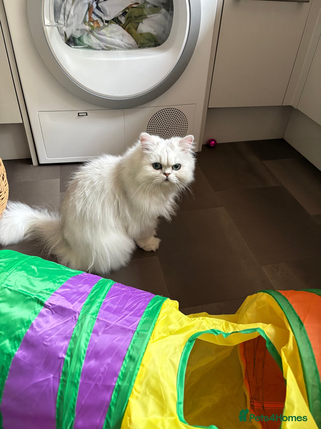 Persian cats for sale: Athena- Persian Chinchilla  - Image 7