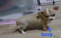 Chihuahua dogs for sale: I am looking for a loving home for my puppies  - Image 8
