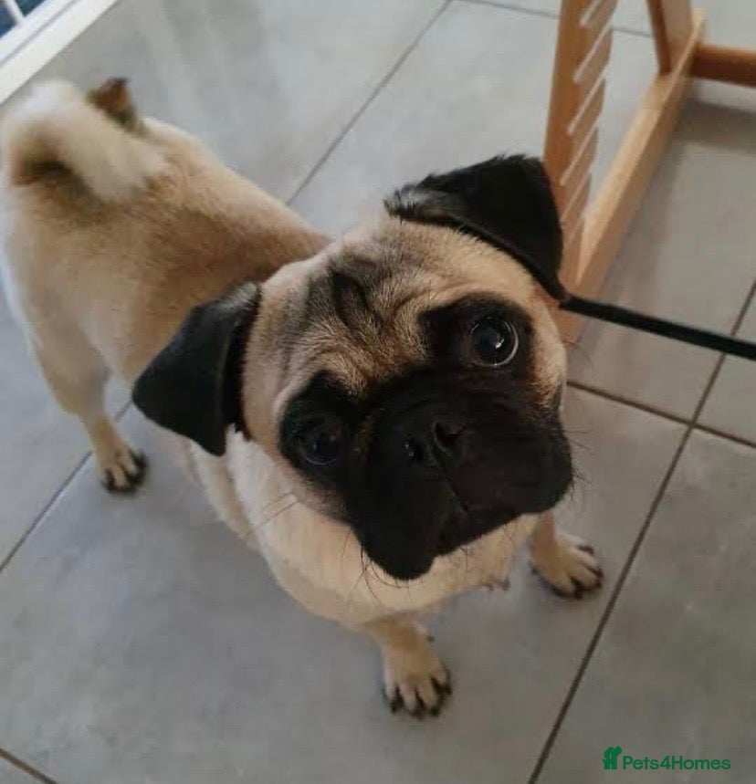 Pug dogs for sale: Pug boy 4 years old  - Advert 1