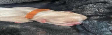 Jack (Orange Collar)