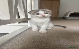 Mixed Breed cats for sale: 5 kittens - Image 10