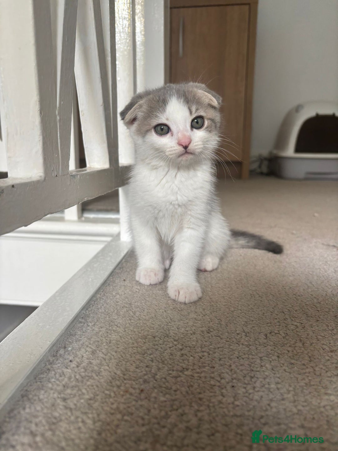 Mixed Breed cats for sale: 5 kittens - Image 10