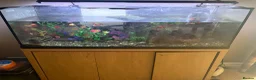 Turtle reptiles for sale: 6 year old turtle and tank for sale in Saint Helens - Advert 6