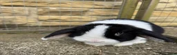 Mini Lop rabbits for sale: Female black otter split mini lop  - Advert 5