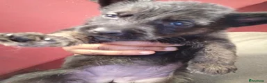 German Shepherd 4