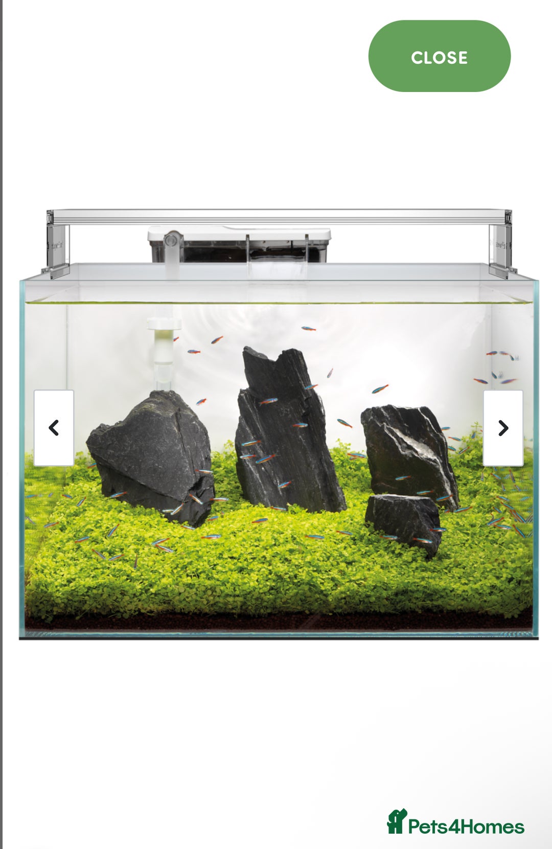 Rainbow Fish fish for sale: 60 litre with everything  - Image 4