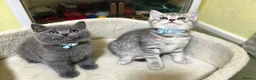 British Shorthair cats for sale: Lovely British shorthair kittens 😸  - Advert 1