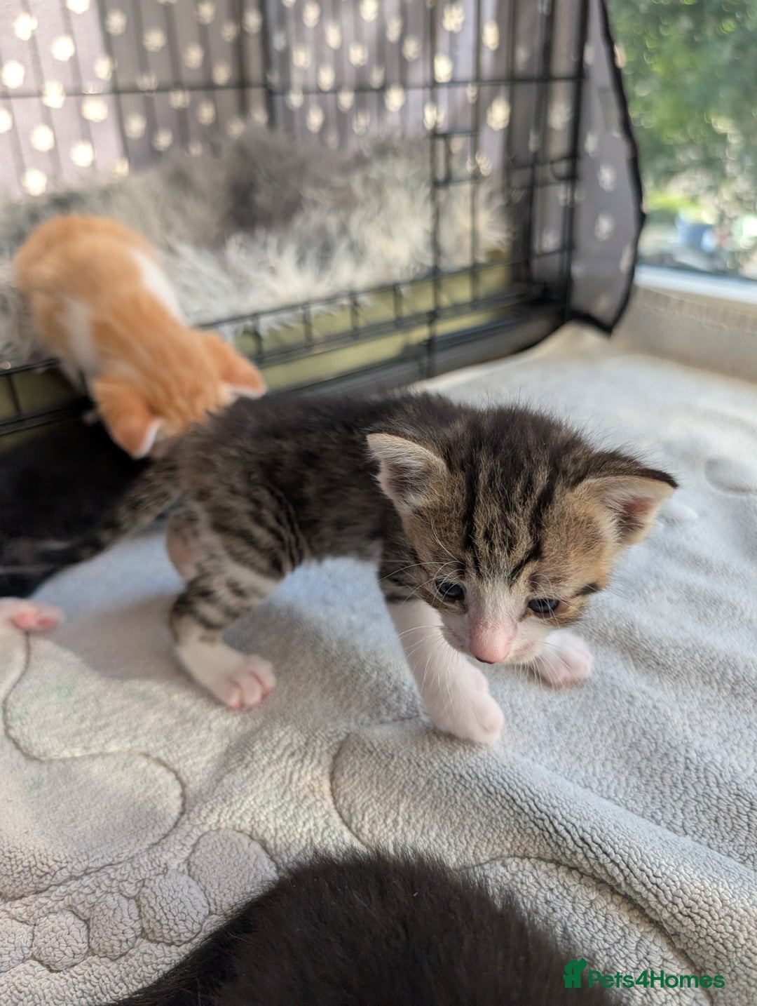 Siamese cats for sale: Siamese x breed  - Image 5