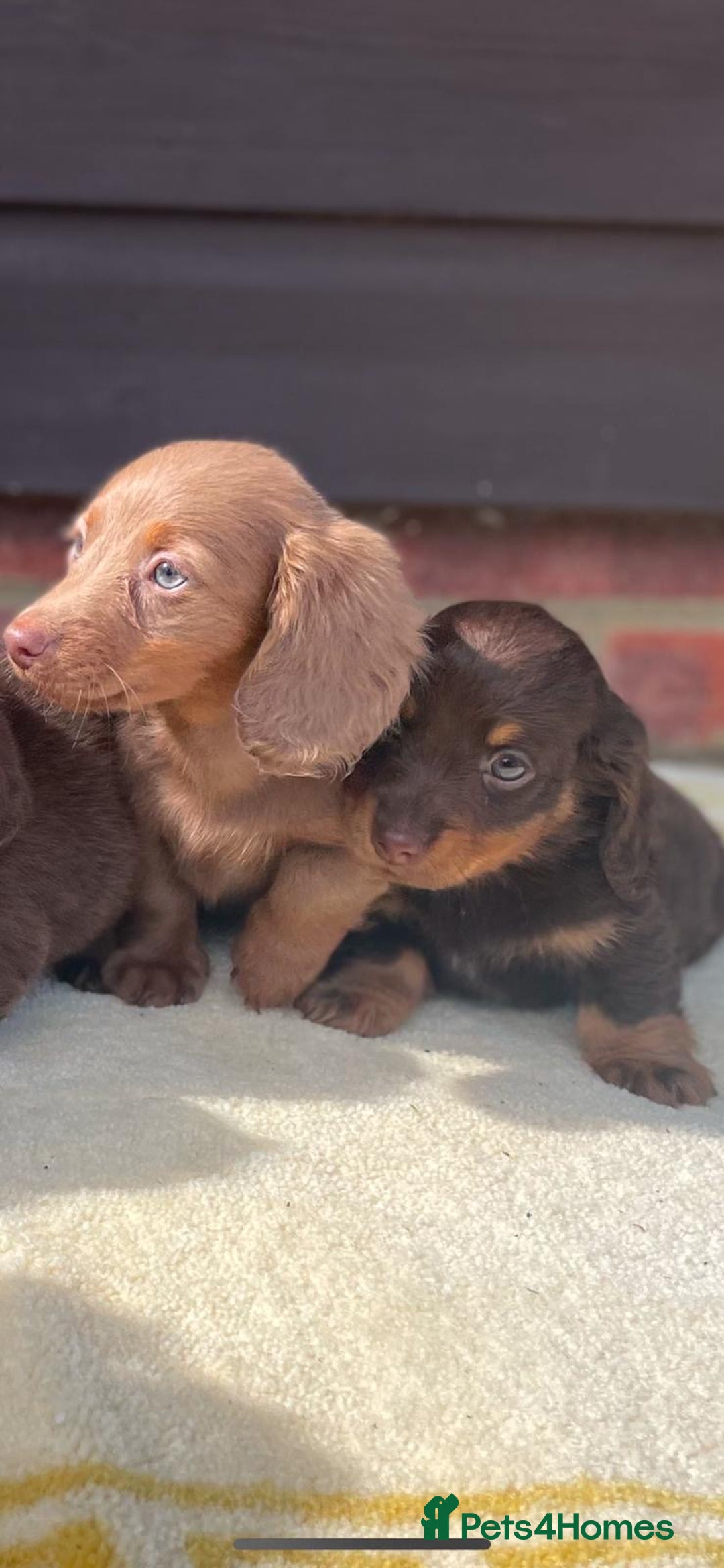 Miniature Dachshund dogs for sale: Long haired miniature Dashshund puppies  - Image 16