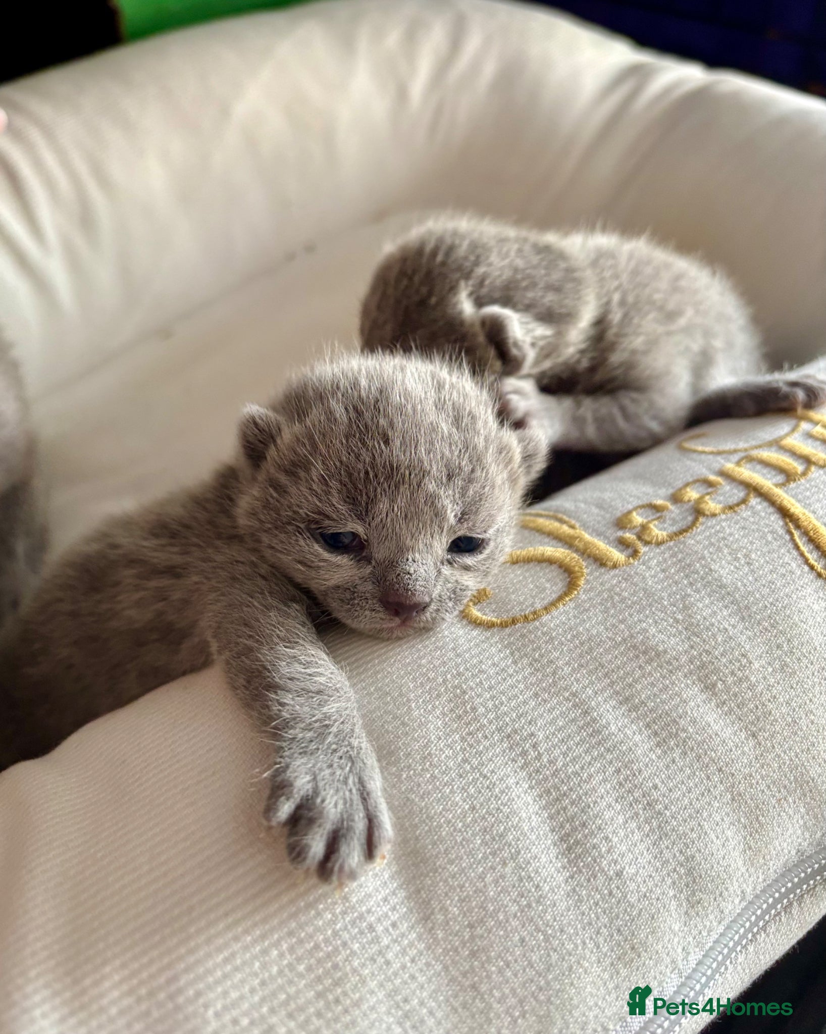 Russian Blue cats TICA PURE PEDIGREE RUSSIAN BLUE KITTENS  - Advert 2