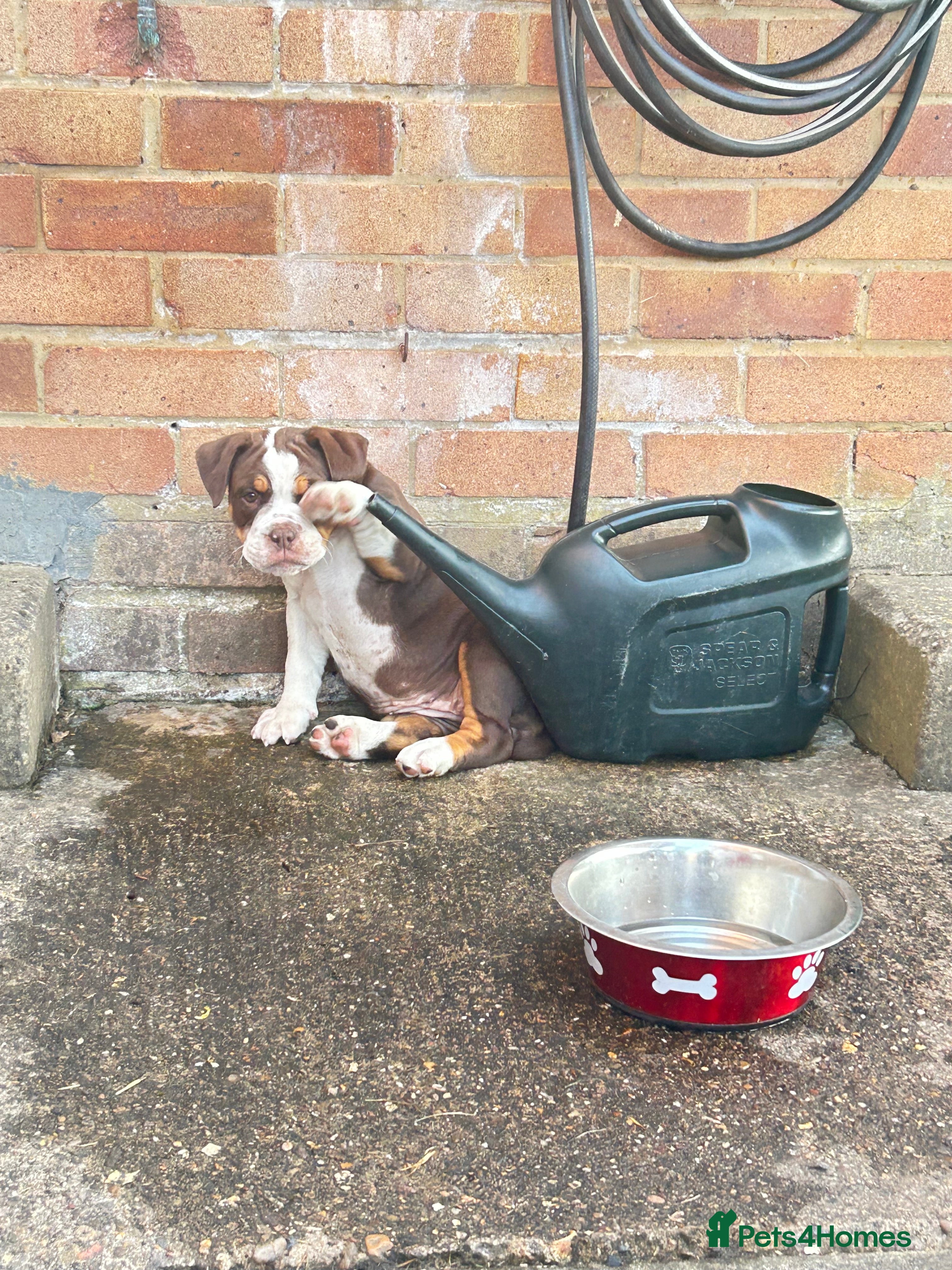 Olde English Bulldogge dogs Olde English fluffy Bulldogge puppies  - Advert 2