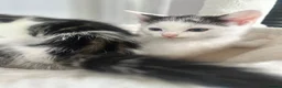 Domestic Shorthair cats for sale: 3 kittens ready for a new hom - Advert 2