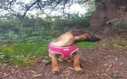 Belgian Shepherd Dog dogs for sale: Belgium malinois 5mnths. - Image 4