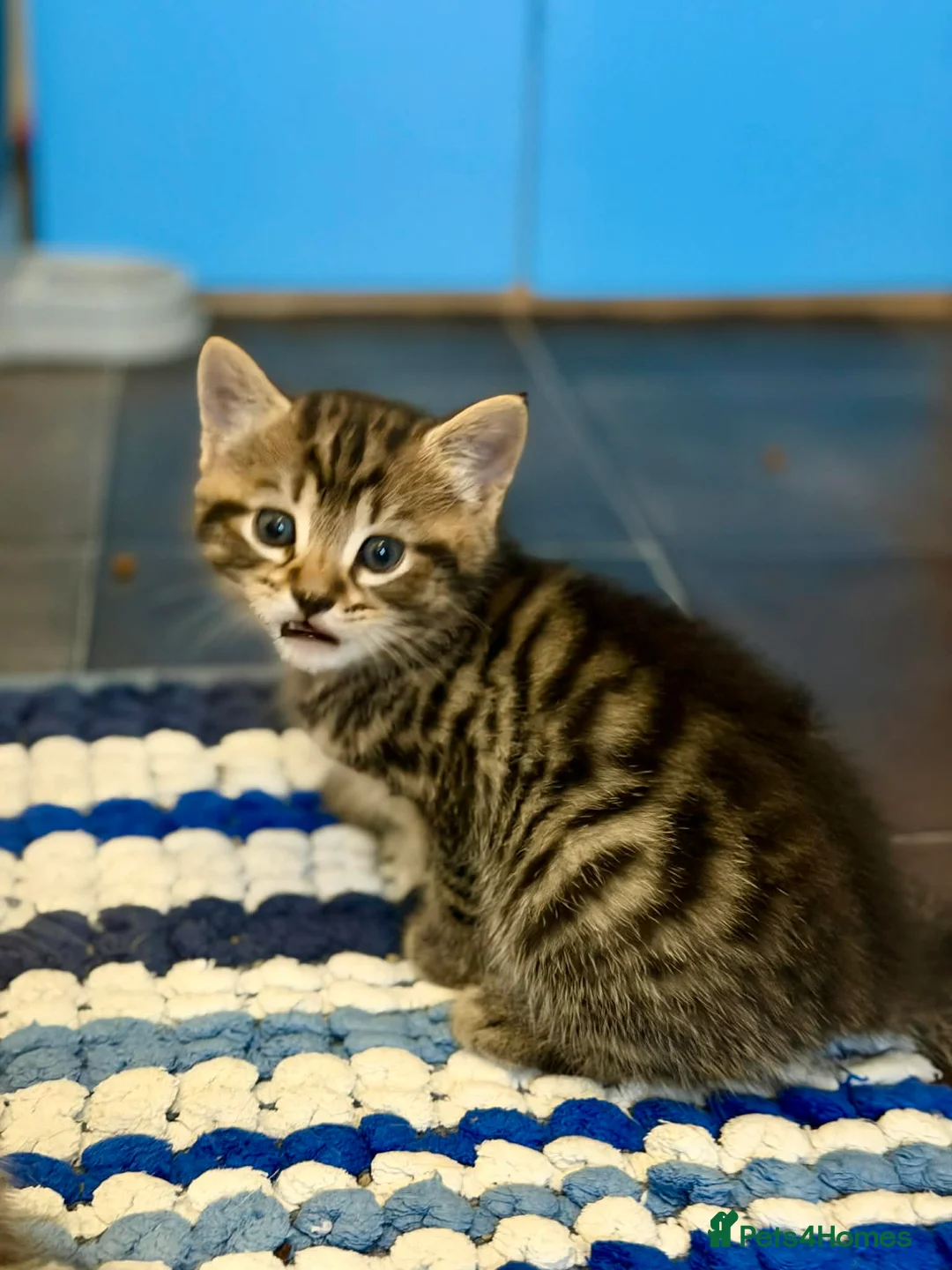 Bengal cats for sale: Beautiful kittens 🐈‍⬛  - Advert 2