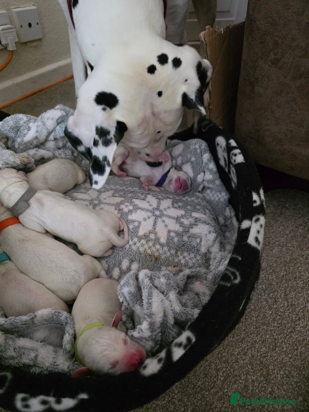 Dalmatian dogs for sale: 100% DALMATIAN LITTER - Image 12