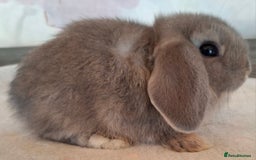 Mini Lop rabbits for sale: Mini lops - Image 10
