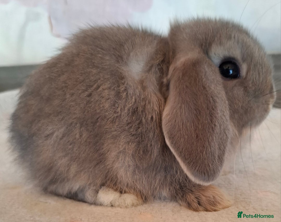 Mini Lop rabbits for sale: Mini lops - Image 10