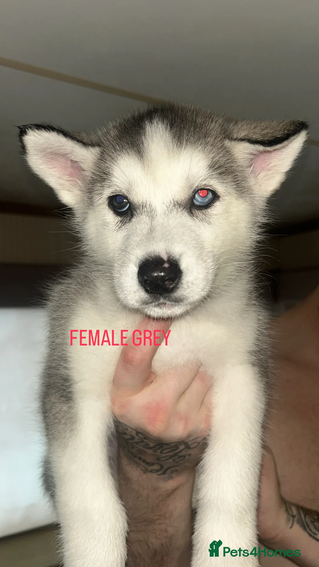 Siberian Husky dogs for sale: PURE SIBERIAN HUSKY PUPPIES  - Advert 4