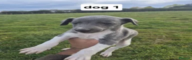 Whippet 1